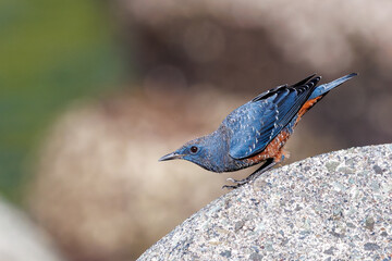 飛び立つ美しいイソヒヨドリ（ヒタキ科）
英名、学名：Blue Rock Thrush (Monticola solitarius
静岡県伊豆半島賀茂郡南伊豆町中木ヒリゾ浜2024年

