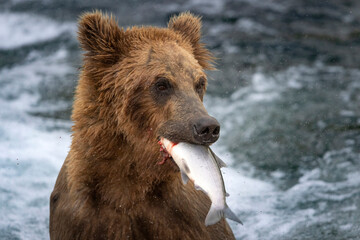Fototapeta premium Wild coastal brown bear fishing along the Brooks River in Katmai National Park in Alaska.