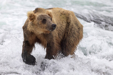 Obraz premium Wild coastal brown bear fishing along the Brooks River in Katmai National Park in Alaska.
