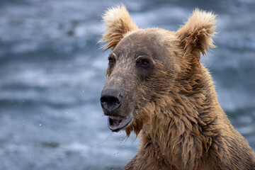 Wild coastal brown bear fishing along the Brooks River in Katmai National Park in Alaska.