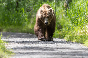 Wild coastal brown bear in Katmai National Park.