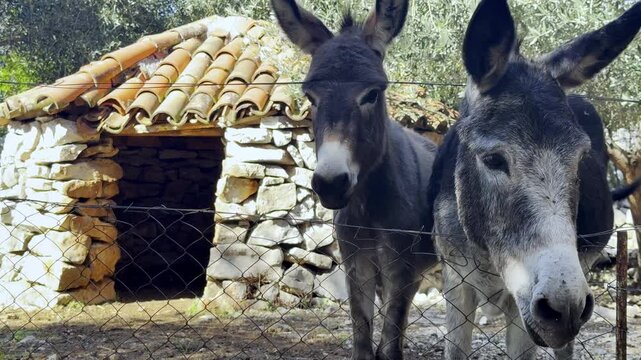 Close-up of two donkeys standing near a stone shelter with a tiled roof in a rural farm setting, looking curiously at the camera.
