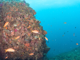 ウミトサカとキンギョハナダイ（ハナダイ亜科）ソラスズメダイ、キホシスズメダイ（スズメダイ科）他群れ
英名学名：Sea Goldie, Pseudanthias squamipinnis
Northern yellow-spotted chromis, Chromis yamakawai
Heavenly Damselfish, Pomacentrus coelestis
Alcyonacea
24