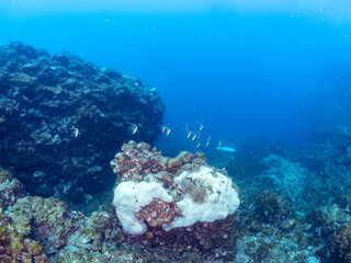 高海水温が続いているのでサンゴの白化現象が起きている。
美しいツノダシ（ツノダシ科）の群れ。
英名学名：Moorish Idol (Zanclus cornutus)
静岡県伊豆半島賀茂郡南伊豆町中木ヒリゾ浜2024年
