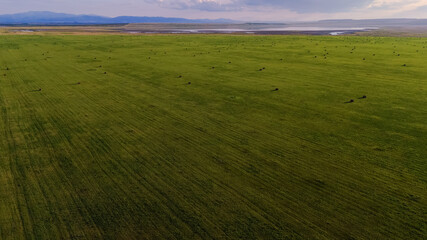 Obraz premium hay rolls in a green field with lush grass at sunset