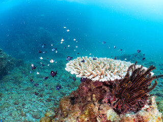 サンゴの白化現象
テーブルサンゴのフタスジリュウキュウスズメダイ、ミツボシクロスズメダイ、ヤリカタギ幼魚他
英名学名：Reticulated Dascyllus,Dascyllus reticulatus
Chevron Butterflyfish,Chaetodon trifascialis
Threespot dascyllus,Dascyllus trimaculatus
ヒリゾ浜2024
