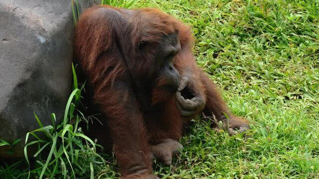 Portrait of an adult Sumatran Orangutan sitting on the grass, he took a twig and made a toothpick out of it. Inventive primate in the zoo. Smart and endangered animal species under threat.