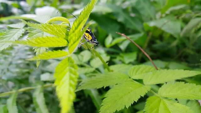 Longhorn beetle, Glenea elegans, Colobothea picta, Glenea chalybaea, Glenea picta, Saperda chalybaea, Sphenura elegans , Stenocorus pictus, Saperda elegans. World Environment Day documentary on June 5