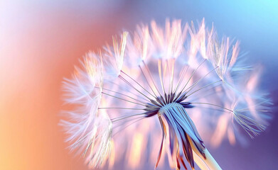 Naklejka premium Soft, close-up of delicate dandelion seeds against a dreamy, light blue background.