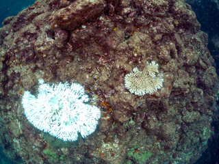 高海水温が続いているのでサンゴの白化現象が起きている。
美しい巨大なエンタクミドリイシ（ミドリイシ科）の群生。
英名学名：Table coral, Leptastrea purpurea
静岡県伊豆半島賀茂郡南伊豆町中木ヒリゾ浜2024年
