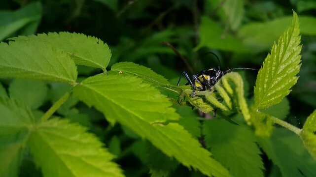 Longhorn beetle, Glenea elegans, Colobothea picta, Glenea chalybaea, Glenea picta, Saperda chalybaea, Sphenura elegans , Stenoc Saperda elegans. World Wildlife Conservation Day is on December 4.