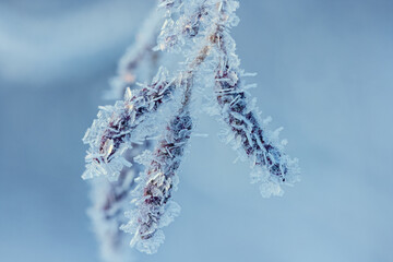 Frosty Branches in a Beautiful Winter Wonderland That Captures the Essence of Nature