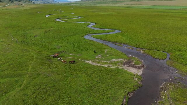 horses graze in a green meadow in the mountains next to a winding river