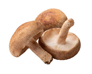 椎茸 / Shiitake mushroom © hanahal