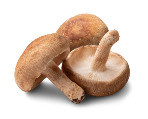 椎茸 / Shiitake mushroom