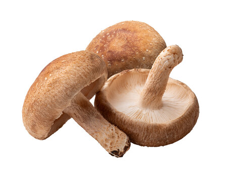 椎茸 / Shiitake mushroom