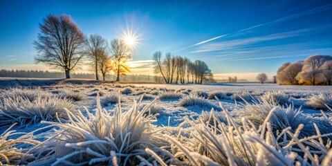 Winter Morning Frost on Grass with Blue Sky Background, Capturing the Beauty of Nature's Chill, Perfect for Seasonal Imagery and Serene Landscapes, Inviting Tranquility and Peacefulness