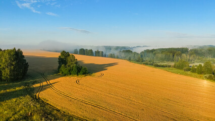 Dawn over a wheat field in the fog