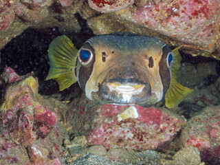 水中洞窟の巨大で美しいヒトヅラハリセンボン（ハリセンボン科）。
英名学名：Black-blotched Porcupinefish, Diodon liturosus
静岡県伊豆半島賀茂郡南伊豆町中木ヒリゾ浜2024年
