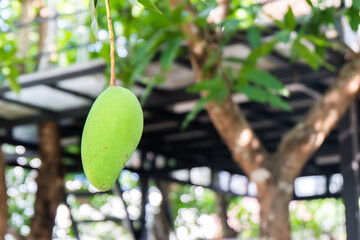 Close up of Fresh green Mangoes hanging on the mango tree in a garden farm,Bunch of mango with blur leaf background with sunlight background harvest fruit thailand,copy space..