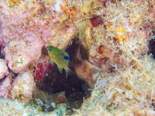 星空のように美しいルリホシスズメダイ（スズメダイ科）の幼魚。
英名学名：Jewel Damsel, Whitespotted devil
静岡県伊豆半島賀茂郡南伊豆町中木ヒリゾ浜2024年
