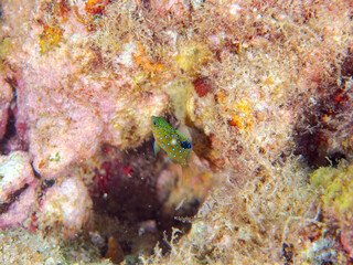 星空のように美しいルリホシスズメダイ（スズメダイ科）の幼魚。
英名学名：Jewel Damsel, Whitespotted devil
静岡県伊豆半島賀茂郡南伊豆町中木ヒリゾ浜2024年
