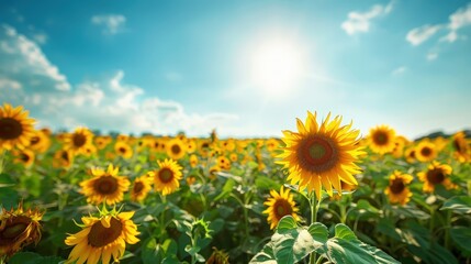 Obraz premium A Scenic View of Vivid Sunflowers Beneath a Bright Blue Sky Filled with Whimsical Clouds
