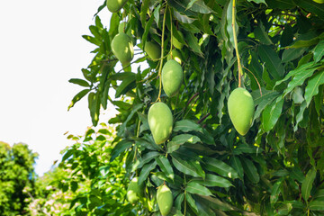 Close up of Fresh green Mangoes hanging on the mango tree in a garden farm,Bunch of mango with blur leaf background with sunlight background harvest fruit thailand,copy space..
