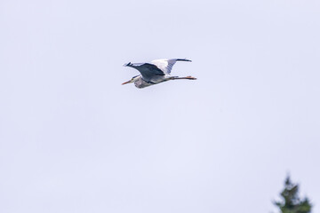 飛翔する美しいアオサギ（サギ科）
英名学名：Grey Heron (Ardea cinerea)
静岡県伊豆半島賀茂郡南伊豆町中木ヒリゾ浜2024年
