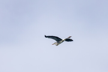 飛翔する美しいアオサギ（サギ科）
英名学名：Grey Heron (Ardea cinerea)
静岡県伊豆半島賀茂郡南伊豆町中木ヒリゾ浜2024年
