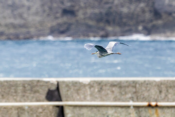飛翔する美しいアオサギ（サギ科）
英名学名：Grey Heron (Ardea cinerea)
静岡県伊豆半島賀茂郡南伊豆町中木ヒリゾ浜2024年
