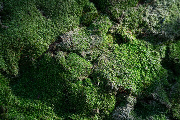 Moss growing on rocks and light hitting it