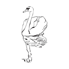 Swan bird on water surface in continuous line art drawing style. Black linear sketch isolated on white background. Vector illustration