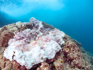 高海水温が続いているのでサンゴの白化現象が起きている。
美しい巨大なルリサンゴ（キクメイシ科）とエンタクミドリイシ（ミドリイシ科）の群生。
英名学名：Leptastrea purpurea, Christmas Tree Worm (Spirobranchus giganteus)
静岡県伊豆半島賀茂郡南伊豆町中木ヒリゾ浜2024年
