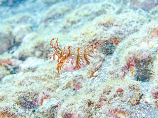 可愛いオビテンスモドキ（ベラ科）の幼魚他。
英名学名：Rockmover wrasse, Novaculichthys taeniourus

静岡県伊豆半島賀茂郡南伊豆町中木ヒリゾ浜2024年
