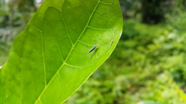 4k view of a Leafhopper (Cicadella viridis) and its young resting on a leaf. Perfect for documentaries on tropical rainforests and World Nature Conservation Day on 28 July.