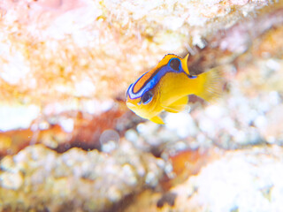 美しいミヤコキセンスズメダイ（スズメダイ科）の幼魚他。
英名学名：Surge Damselfish (Chrysiptera leucopoma)
静岡県伊豆半島賀茂郡南伊豆町中木ヒリゾ浜2024年
