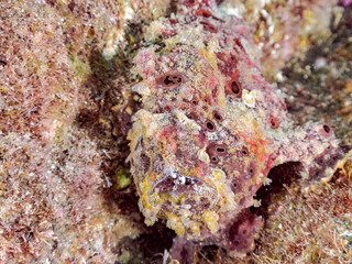 エスカ（触手）を振って魚を呼び寄せて狩る、巨大なオオモンカエルアンコウ（カエルアンコウ科）。
英名学名：Giant Frogfish, Antennarius commersoni
自分よりも大きな獲物でも、１０倍に広がる大きな口で丸呑みにする。
その速度は0.0001秒。生物界最速のハンターである。

静岡県伊豆半島賀茂郡南伊豆町中木ヒリゾ浜2024年
