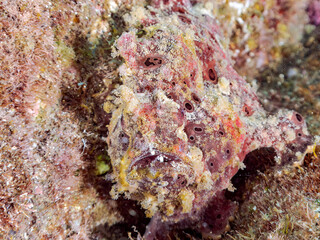 エスカ（触手）を振って魚を呼び寄せて狩る、巨大なオオモンカエルアンコウ（カエルアンコウ科）。
英名学名：Giant Frogfish, Antennarius commersoni
自分よりも大きな獲物でも、１０倍に広がる大きな口で丸呑みにする。
その速度は0.0001秒。生物界最速のハンターである。

静岡県伊豆半島賀茂郡南伊豆町中木ヒリゾ浜2024年
