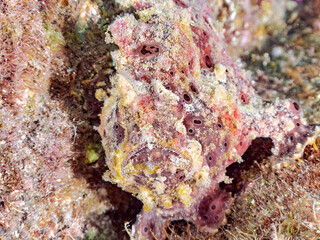 エスカ（触手）を振って魚を呼び寄せて狩る、巨大なオオモンカエルアンコウ（カエルアンコウ科）。
英名学名：Giant Frogfish, Antennarius commersoni
自分よりも大きな獲物でも、１０倍に広がる大きな口で丸呑みにする。
その速度は0.0001秒。生物界最速のハンターである。

静岡県伊豆半島賀茂郡南伊豆町中木ヒリゾ浜2024年
