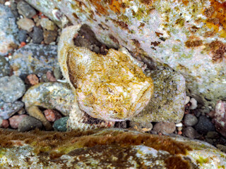 岩の間で完璧な擬態をする、美しいサツマカサゴ（フサカサゴ科）他。
英名学名：Humpbacked scorpionfish, Yellowfin scorpionfish, Scorpaenopsis neglecta 
静岡県伊豆半島賀茂郡南伊豆町中木ヒリゾ浜2024年
