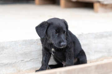 Portrait of a beautiful homeless puppy.