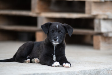 Portrait of a beautiful homeless puppy.