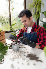 Focused Gardener Meticulously Preparing Indoor Plant Setup