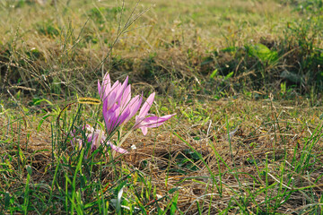 毒のある植物　イヌサフラン