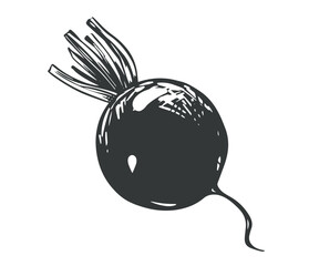 Beetroot with cut leaves lies on the table. Line sketch on white background. Vector drawing of root vegetable in engraving style. Vegetable rich in iron and vitamins, black ink illustration.