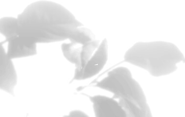 The shadow of the leaves of a flower on a white wall. Black and white image for photo overlay or mockup