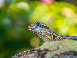 Eastern Water Dragon Head Shot