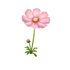 pink cosmos flower
