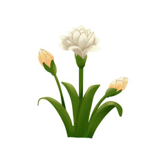 tuberose flower illustration 